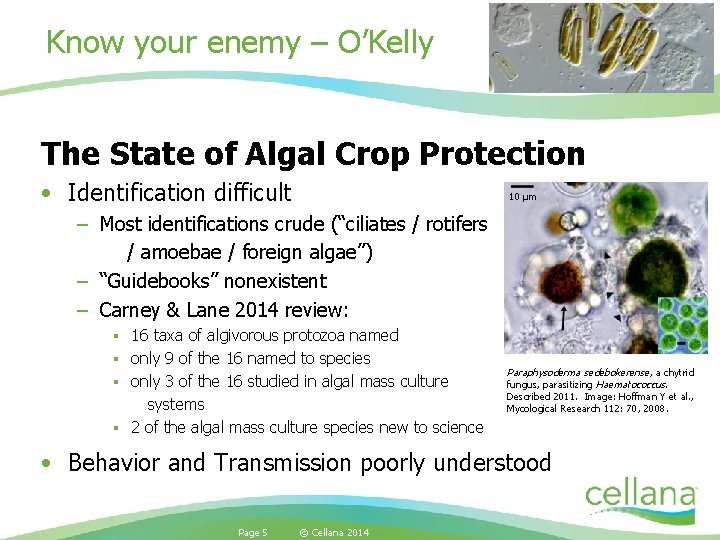 Know your enemy – O’Kelly The State of Algal Crop Protection • Identification difficult