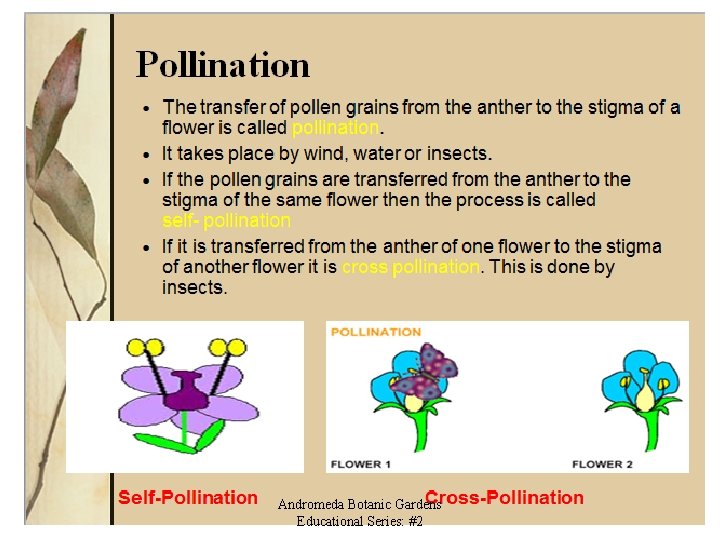 Andromeda Botanic Gardens Educational Series: #2 