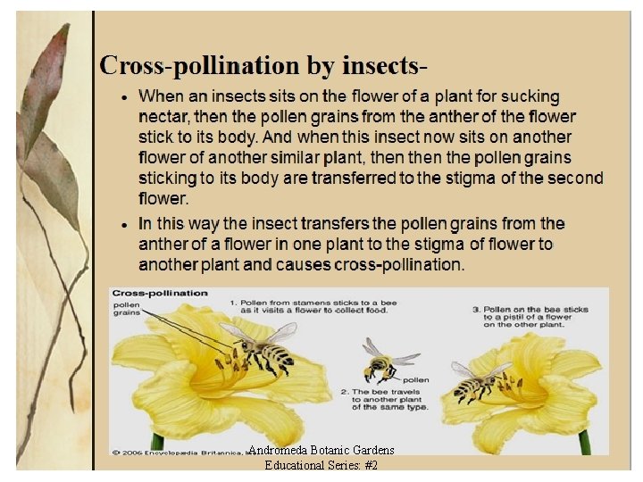 Andromeda Botanic Gardens Educational Series: #2 