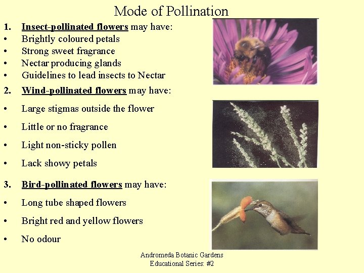 Mode of Pollination 1. • • 2. Insect-pollinated flowers may have: Brightly coloured petals
