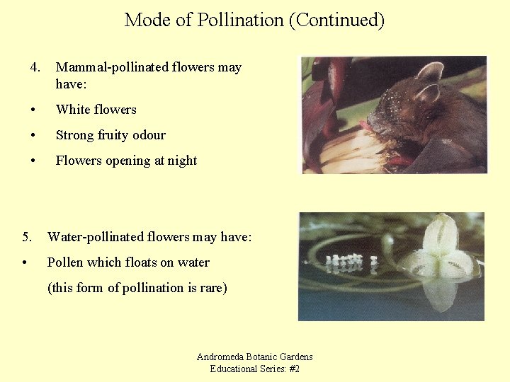 Mode of Pollination (Continued) 4. Mammal-pollinated flowers may have: • White flowers • Strong