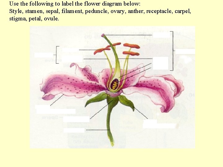 Use the following to label the flower diagram below: Style, stamen, sepal, filament, peduncle,
