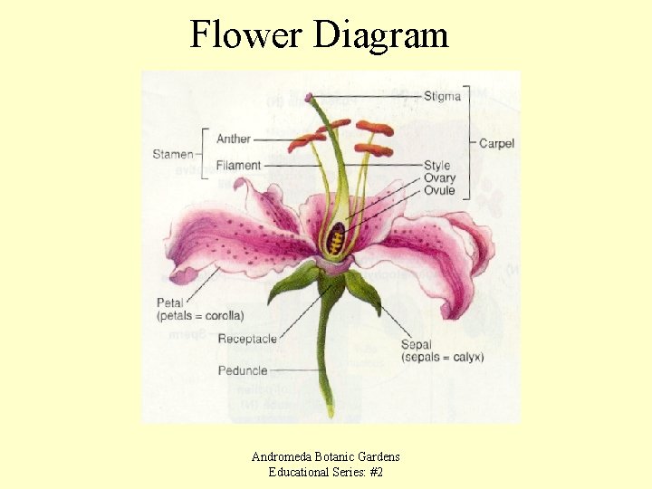 Flower Diagram Andromeda Botanic Gardens Educational Series: #2 