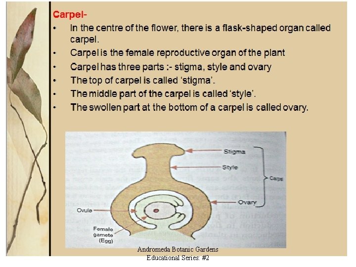 Andromeda Botanic Gardens Educational Series: #2 