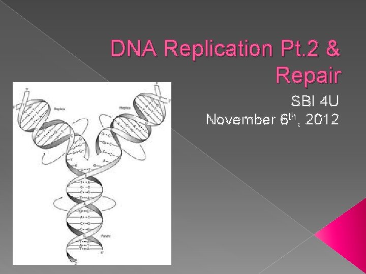 DNA Replication Pt. 2 & Repair SBI 4 U November 6 th, 2012 