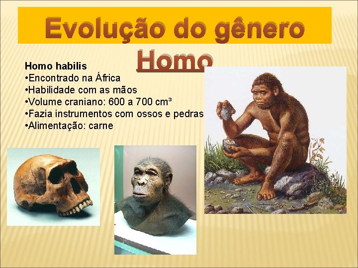 Evolução do gênero Homo habilis • Encontrado na África • Habilidade com as mãos