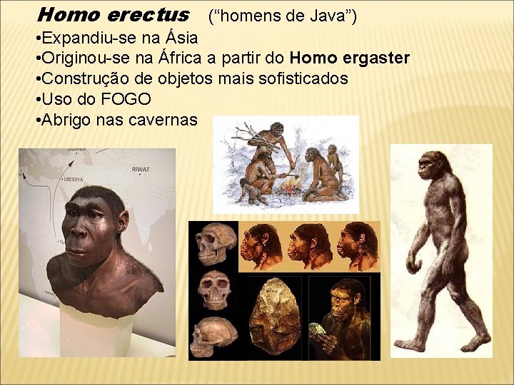 Homo erectus (“homens de Java”) • Expandiu-se na Ásia • Originou-se na África a