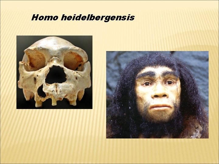 Homo heidelbergensis 