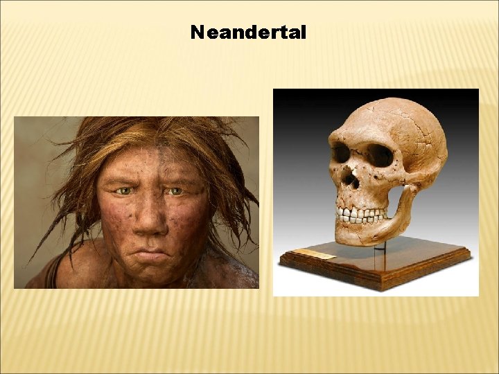 Neandertal 