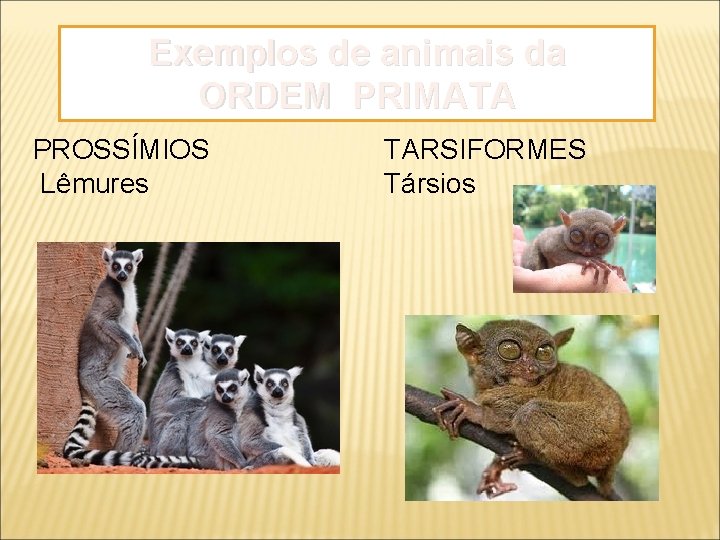 Exemplos de animais da ORDEM PRIMATA PROSSÍMIOS Lêmures TARSIFORMES Társios 