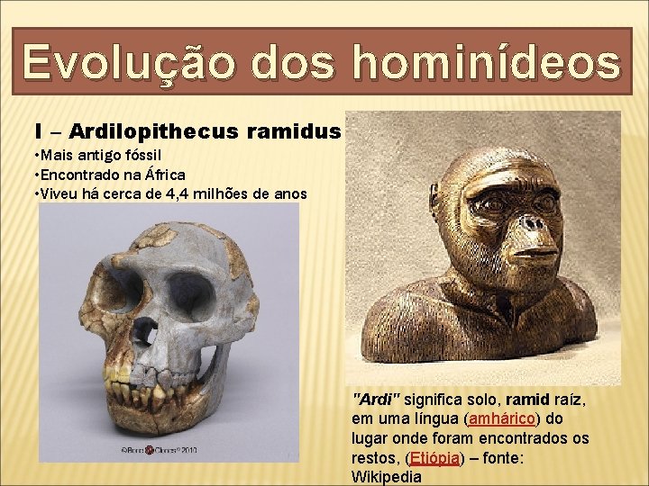 Evolução dos hominídeos I – Ardilopithecus ramidus • Mais antigo fóssil • Encontrado na