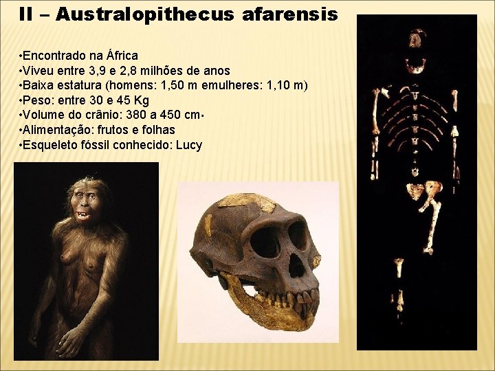 II – Australopithecus afarensis • Encontrado na África • Viveu entre 3, 9 e