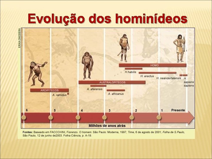 Evolução dos hominídeos 