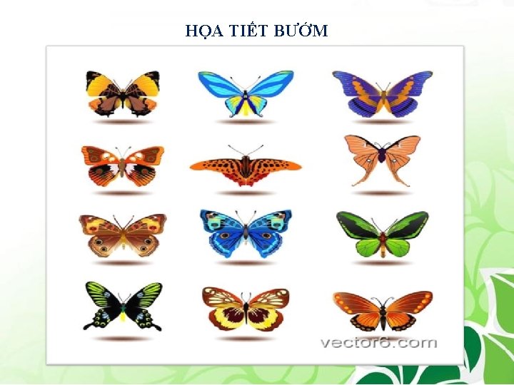 HỌA TIẾT BƯỚM 