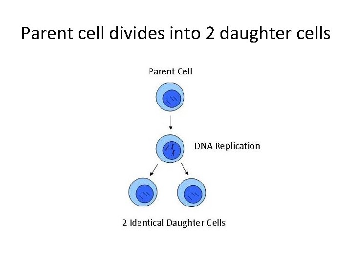Parent cell divides into 2 daughter cells Parent cell divides into 2 daughter cells