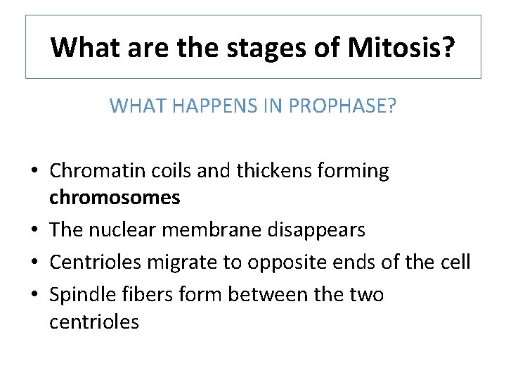 What are the stages of Mitosis? WHAT HAPPENS IN PROPHASE? • Chromatin coils and What are the stages of Mitosis? WHAT HAPPENS IN PROPHASE? • Chromatin coils and