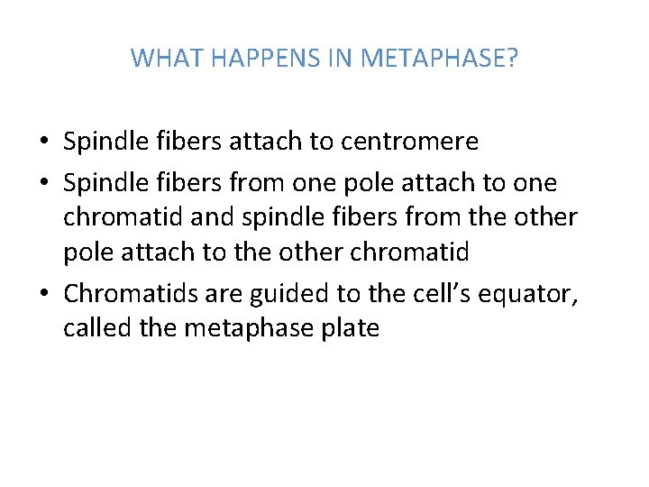 WHAT HAPPENS IN METAPHASE? • Spindle fibers attach to centromere • Spindle fibers from WHAT HAPPENS IN METAPHASE? • Spindle fibers attach to centromere • Spindle fibers from