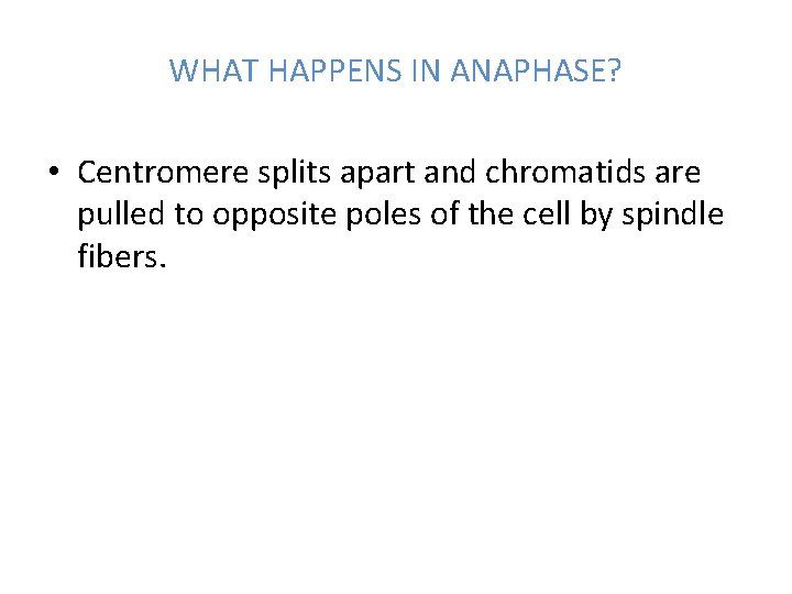 WHAT HAPPENS IN ANAPHASE? • Centromere splits apart and chromatids are pulled to opposite WHAT HAPPENS IN ANAPHASE? • Centromere splits apart and chromatids are pulled to opposite