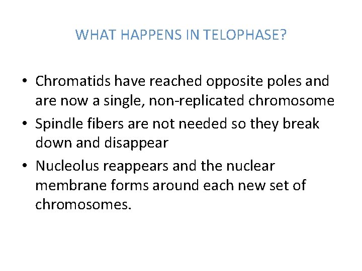 WHAT HAPPENS IN TELOPHASE? • Chromatids have reached opposite poles and are now a WHAT HAPPENS IN TELOPHASE? • Chromatids have reached opposite poles and are now a