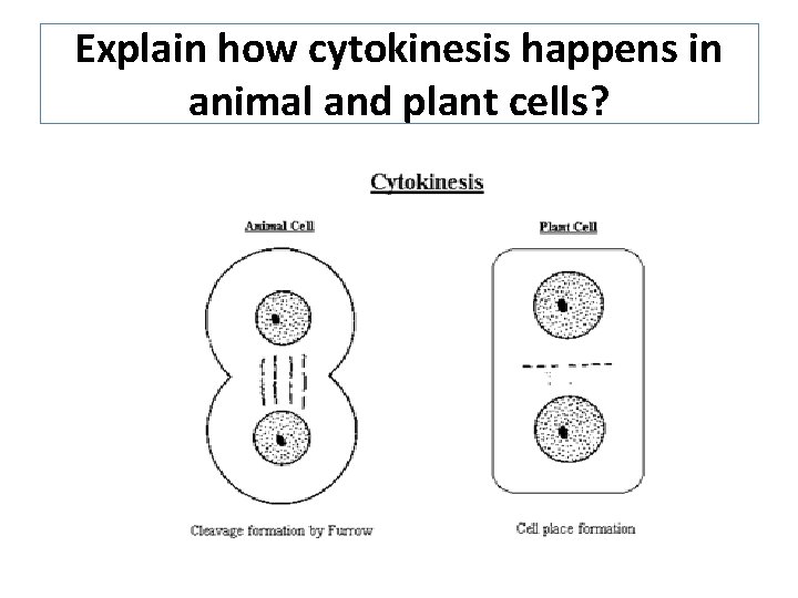 Explain how cytokinesis happens in animal and plant cells? Explain how cytokinesis happens in animal and plant cells?