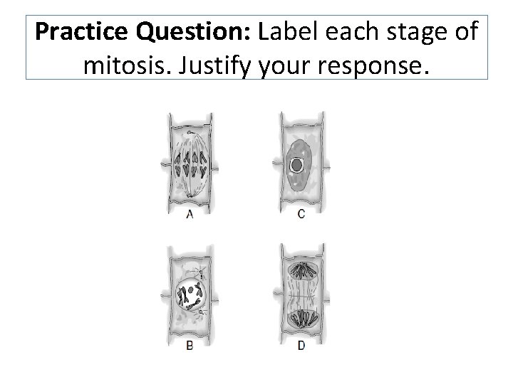 Practice Question: Label each stage of mitosis. Justify your response. Practice Question: Label each stage of mitosis. Justify your response.