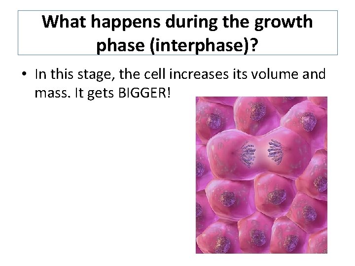 What happens during the growth phase (interphase)? • In this stage, the cell increases What happens during the growth phase (interphase)? • In this stage, the cell increases