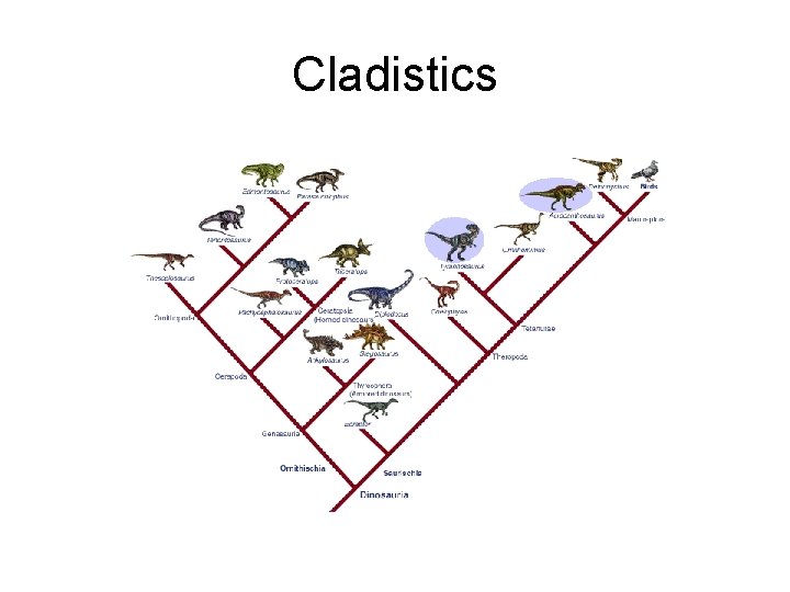 Cladistics 