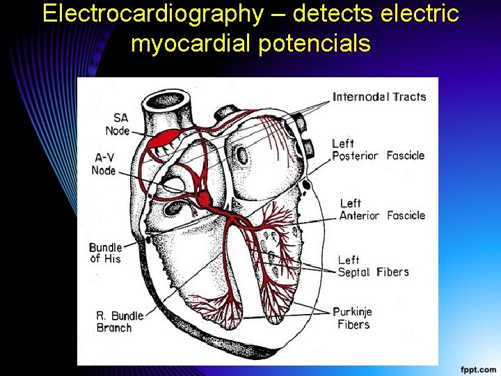 Electrocardiography – detects electric myocardial potencials 