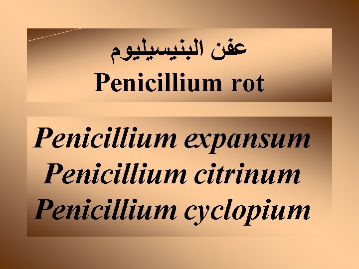  ﻋﻔﻦ ﺍﻟﺒﻨﻴﺴﻴﻠﻴﻮﻡ Penicillium rot Penicillium expansum Penicillium citrinum Penicillium cyclopium 