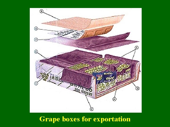 Grape boxes for exportation 