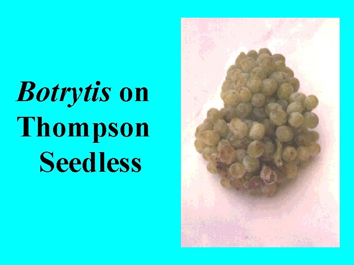 Botrytis on Thompson Seedless 