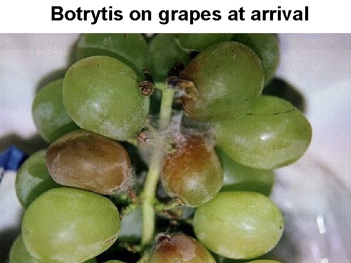 Botrytis on grapes at arrival 