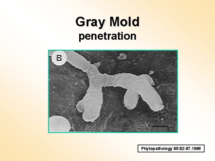 Gray Mold penetration Phytopathology 85: 82 -87. 1995 