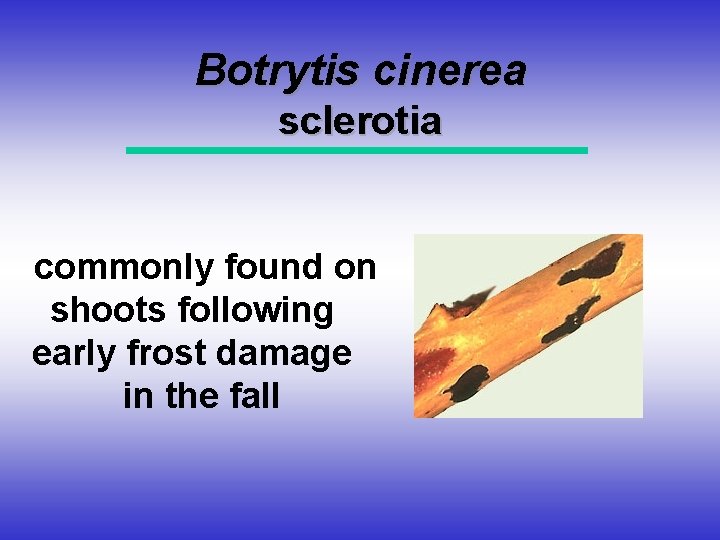 Botrytis cinerea sclerotia commonly found on shoots following early frost damage in the fall