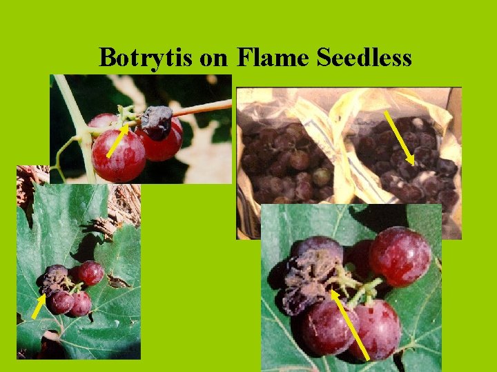 Botrytis on Flame Seedless 