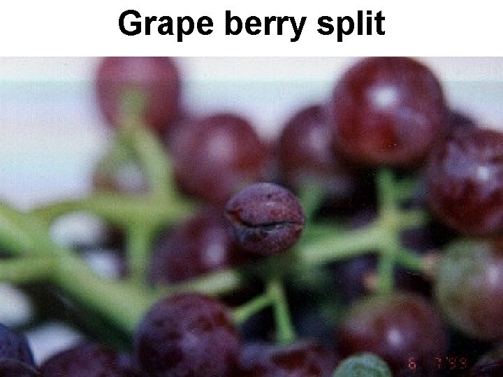 Grape berry split 