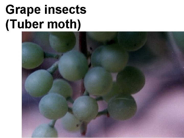 Grape insects (Tuber moth) 