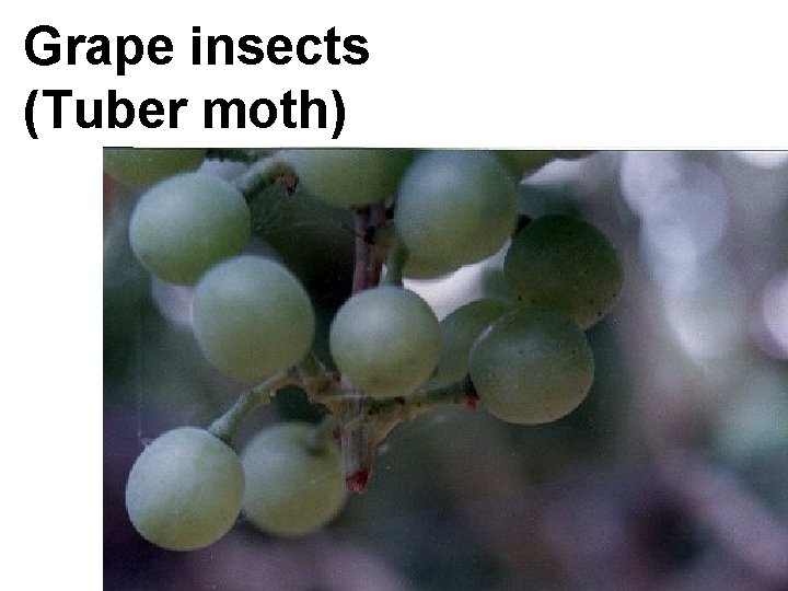 Grape insects (Tuber moth) 