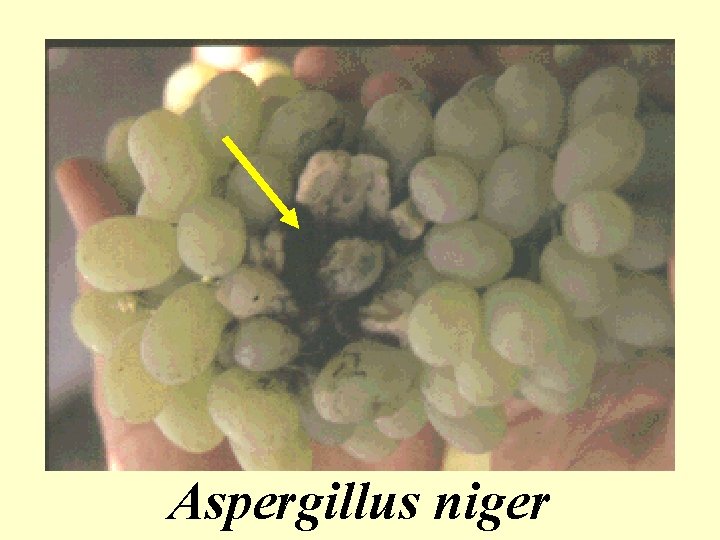 Aspergillus niger 