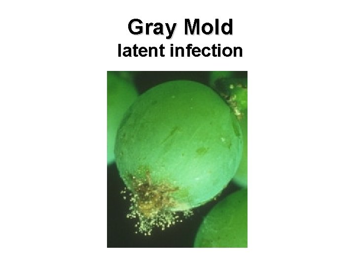 Gray Mold latent infection 