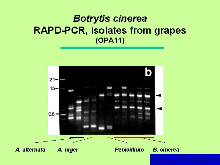 Botrytis cinerea RAPD-PCR, isolates from grapes (OPA 11) A. alternata A. niger Penicillium B.