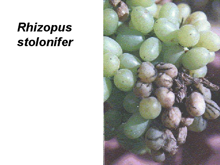 Rhizopus stolonifer 