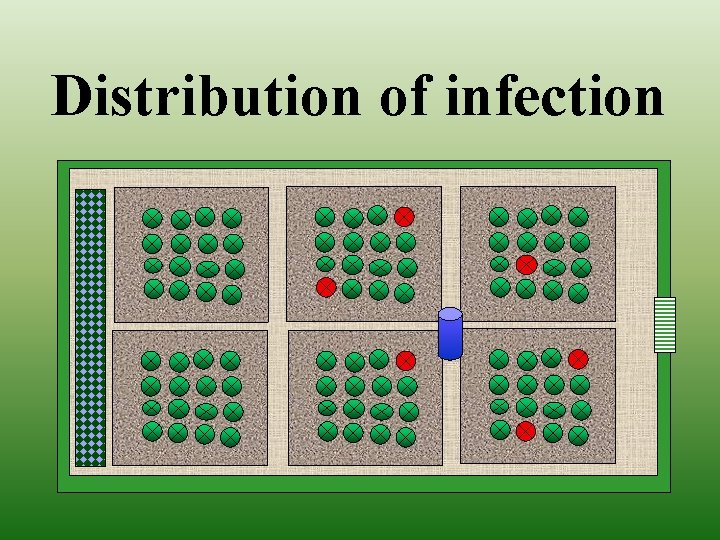 Distribution of infection 