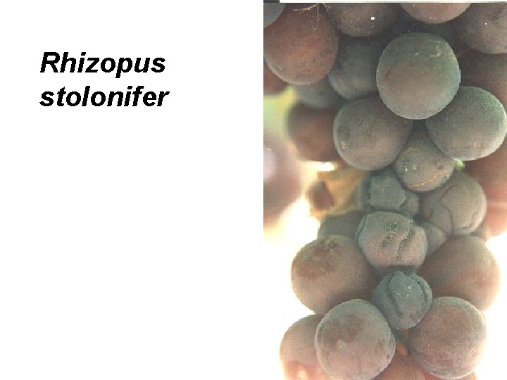 Rhizopus stolonifer 