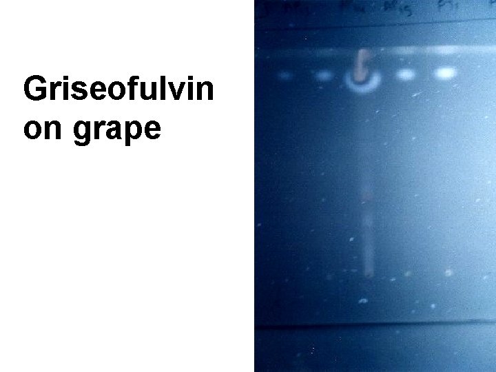 Griseofulvin on grape 