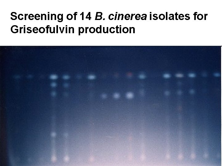 Screening of 14 B. cinerea isolates for Griseofulvin production 