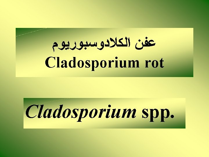  ﻋﻔﻦ ﺍﻟﻜﻼﺩﻭﺳﺒﻮﺭﻳﻮﻡ Cladosporium rot Cladosporium spp. 