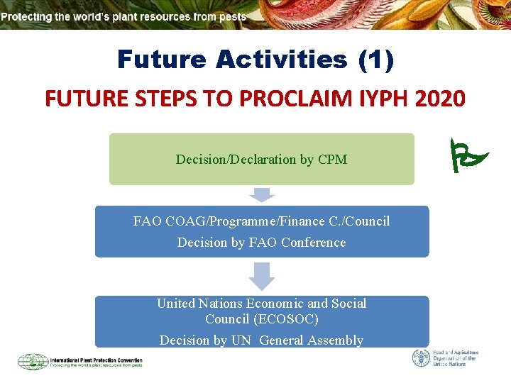 Future Activities (1) FUTURE STEPS TO PROCLAIM IYPH 2020 Decision/Declaration by CPM FAO COAG/Programme/Finance