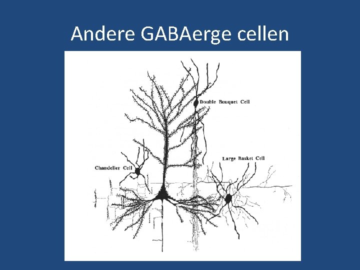 Andere GABAerge cellen Andere GABAerge cellen