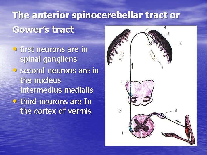 The anterior spinocerebellar tract or Gower ۥ s tract • first neurons are in